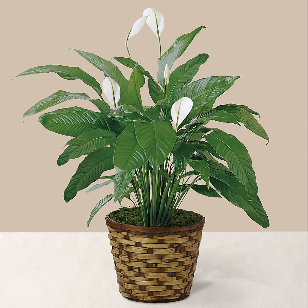 Tranquil Moments Peace Lily Plant – Gifted Delights, Bullhead City AZ