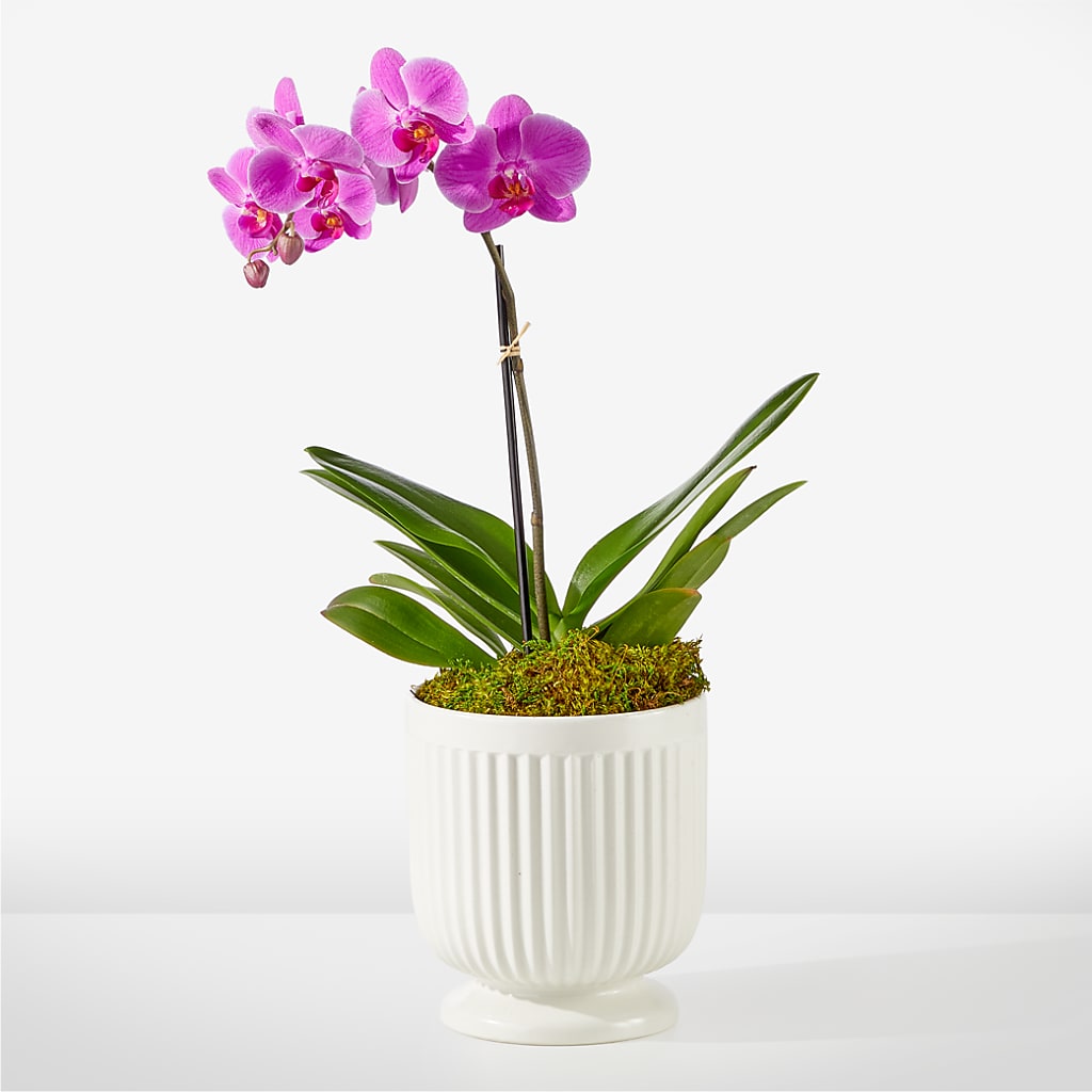 Friendly Fuchsia Orchid – Gifted Delights, Bullhead City AZ