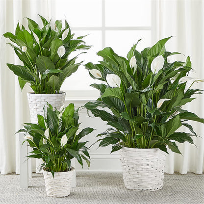 A New Leaf Peace Lily –  Gifted Delights, Bullhead City AZ